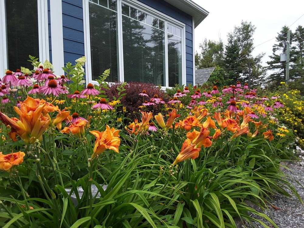 Les massifs de fleurs