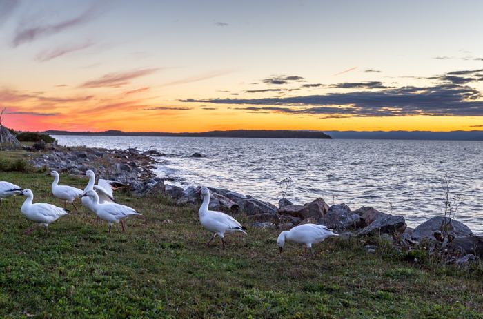 Les oies blanches sur la grève